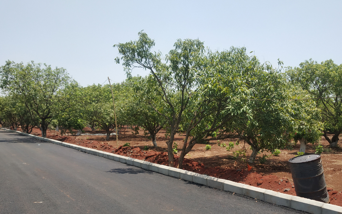 Mango Grove Urban Farms in Pudur Hyderabad