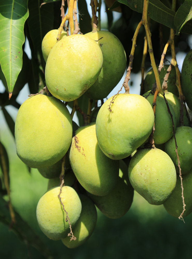Mango Grove Urban Farms in Pudur Hyderabad