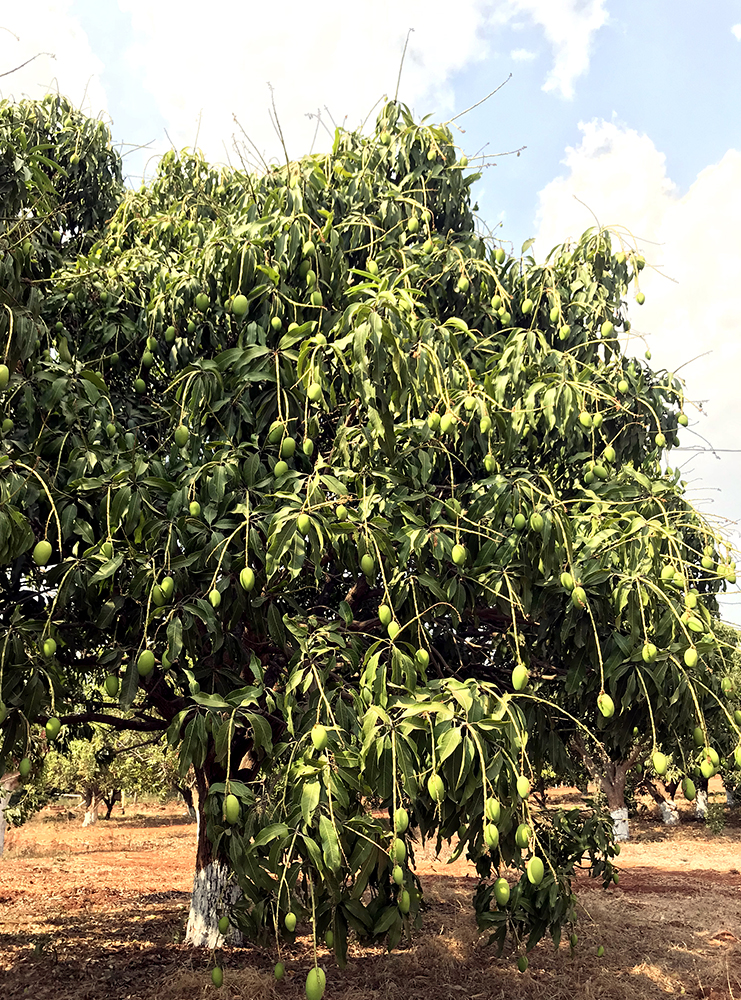 Mango Grove Urban Farms in Pudur Hyderabad