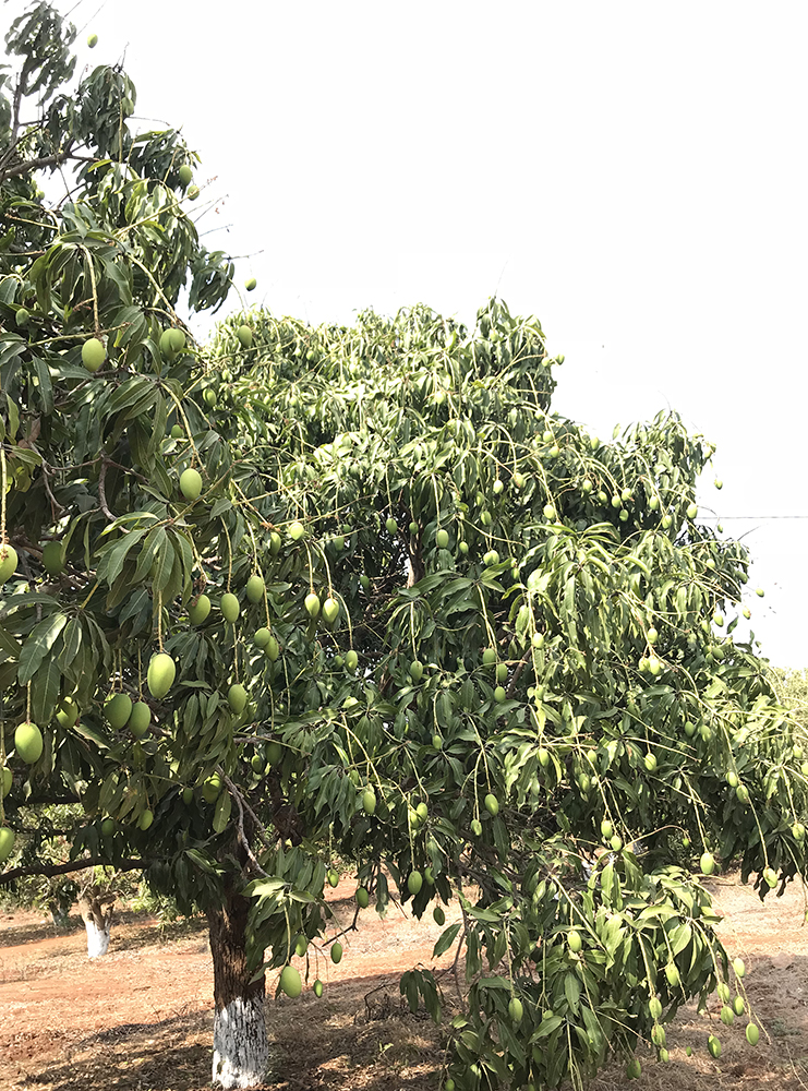 Mango Grove Urban Farms in Pudur Hyderabad